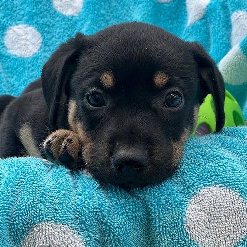 Prada Pup - Mckenna photo 2