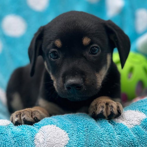 Prada Pup - Mckenna photo 3