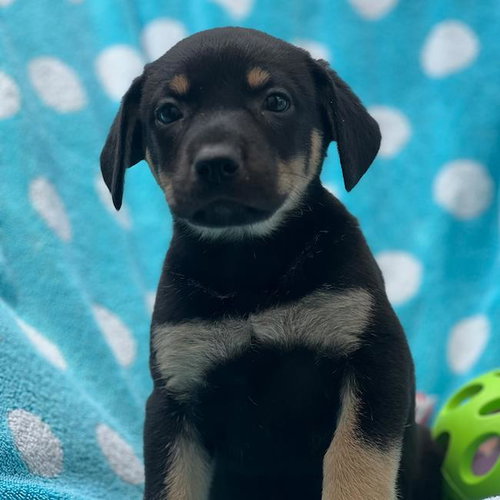 Prada Pup - Mckenna photo 4