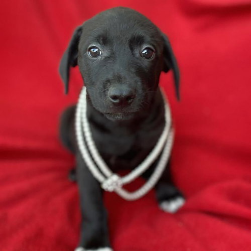 Prada Pup - Meryl