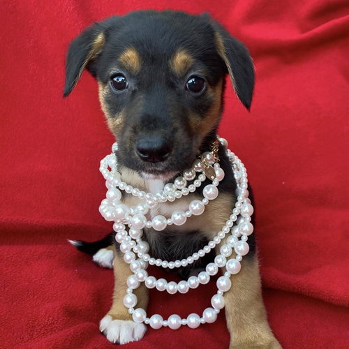 Prada Pup - Miranda