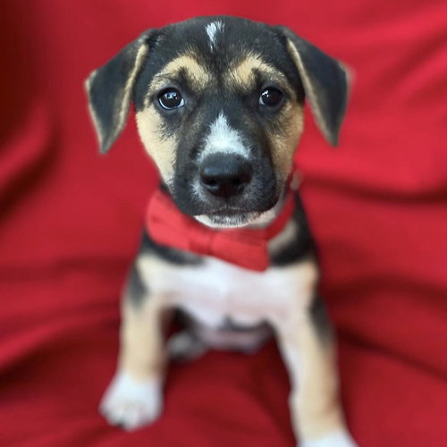 Prada Pup - Nigel