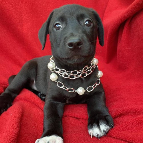 Prada Pup - Streep