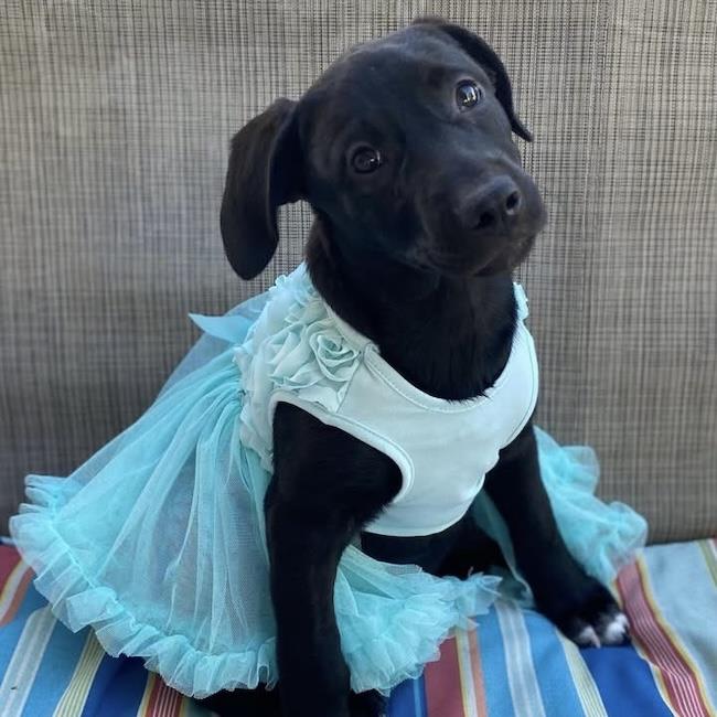 Prada Pup - Streep - Adopted!