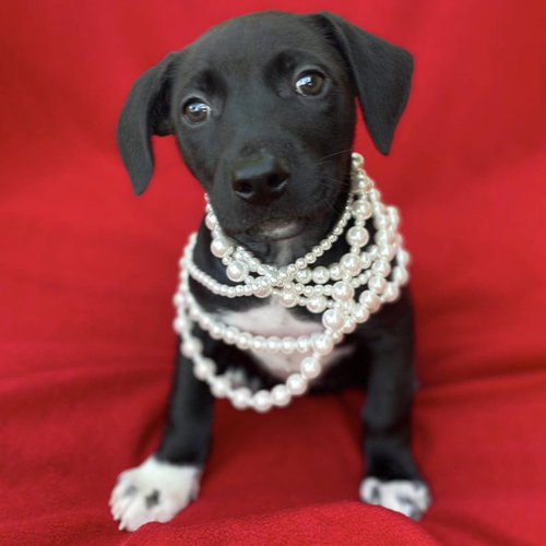 Prada Pup - Adrian
