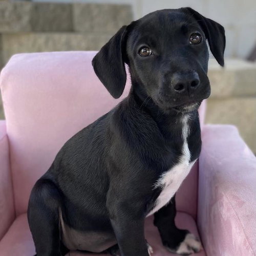 Prada Pup - Adrian, an adoptable Shepherd in San Diego, CA