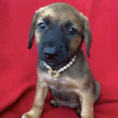 Prada Pup - Anne