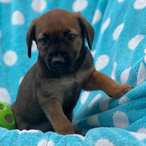 Prada Pup - Anne photo 2