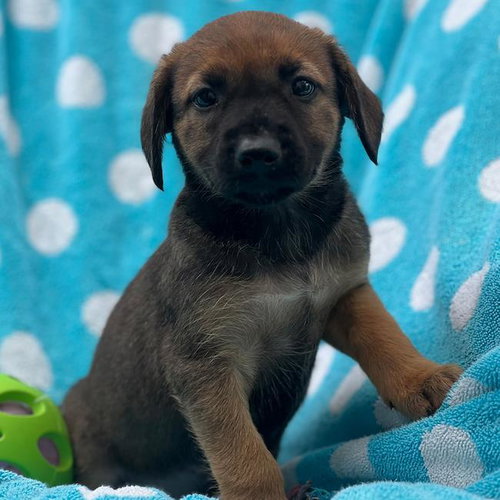Prada Pup - Anne photo 4
