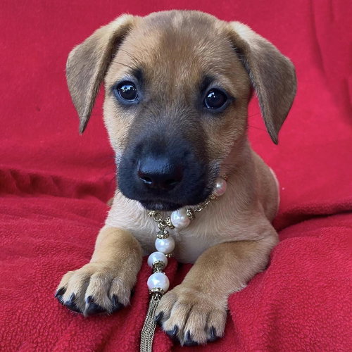 Prada Pup - Ashley - Adopted!
