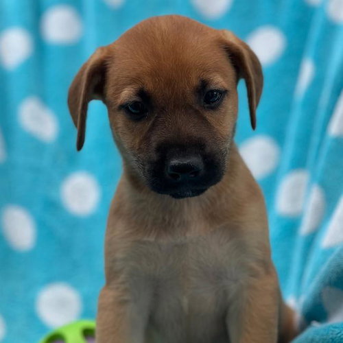 Prada Pup - Ashley - Adopted photo 2
