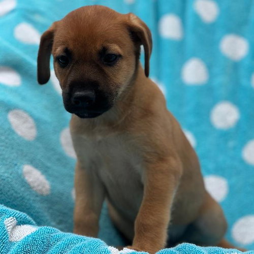 Prada Pup - Ashley - Adopted photo 3
