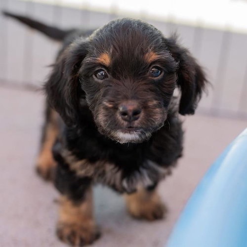Bloom Pup - Columbine, an adoptable Spaniel in San Diego, CA