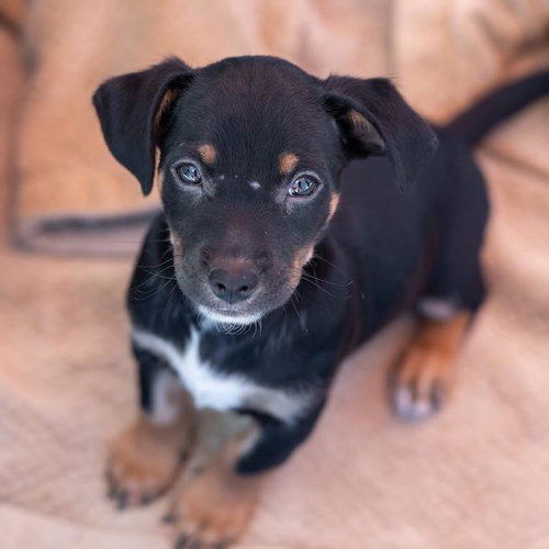 Bloom Pup - Glad, an adoptable Spaniel in San Diego, CA