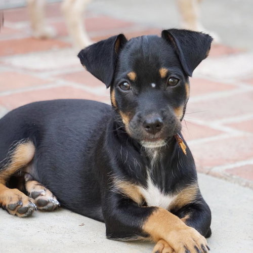 Bloom Pup - Glad, an adoptable Spaniel in San Diego, CA