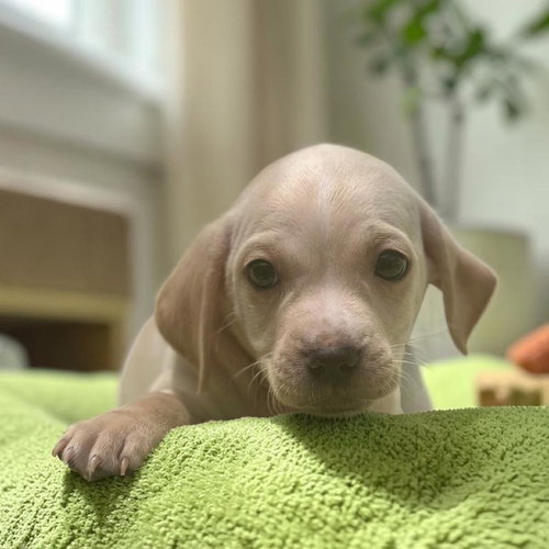 Bloom Pup - Gardenia