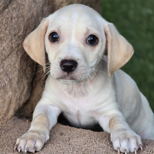 Bloom Pup - Gardenia photo 2