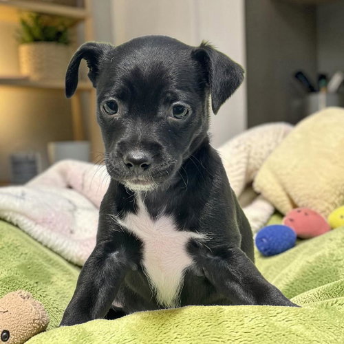 Bloom Pup - Petunia