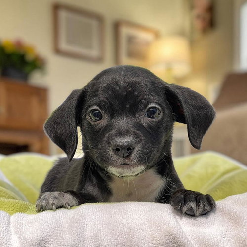 Bloom Pup - Daffodil