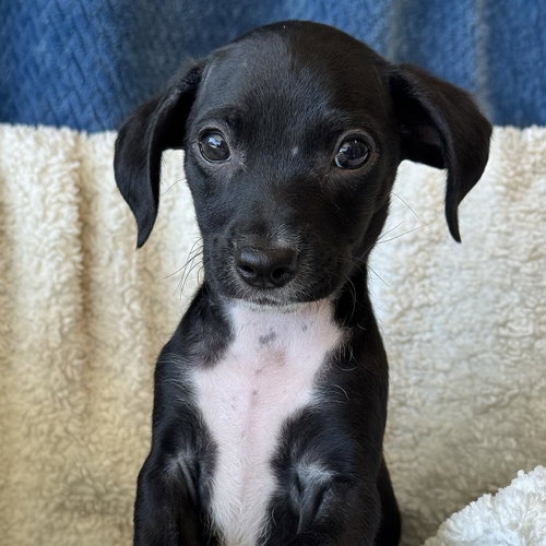 Bloom Pup - Daffodil, an adoptable Spaniel in San Diego, CA