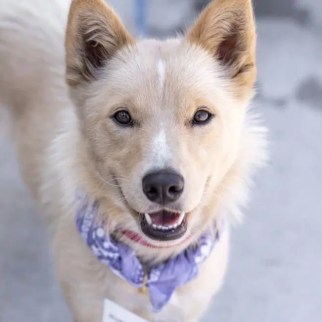 Marshmallow - Shepherd