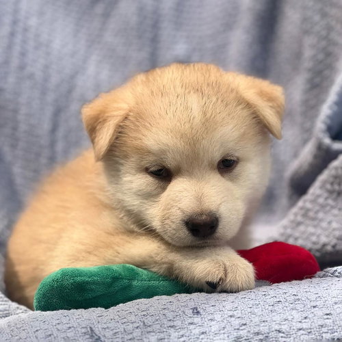 Marshmallow Pup - Rocky Road