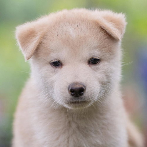 Marshmallow Pup - Rocky Road