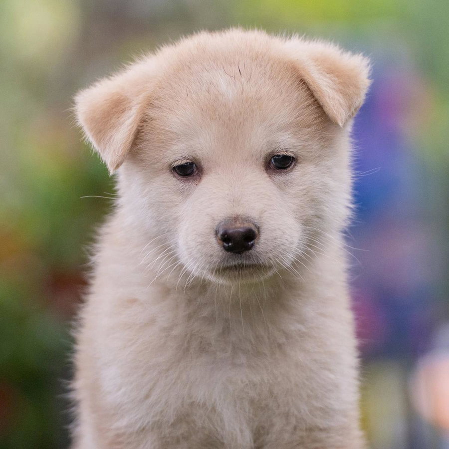 Marshmallow Pup - Rocky Road - Adopted!