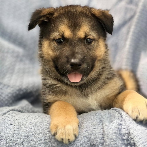 Marshmallow Pup - Fluffernutter