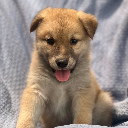Marshmallow Pup - Fudge