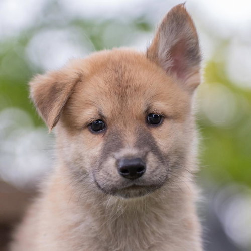 Marshmallow Pup - Fudge - Adopted