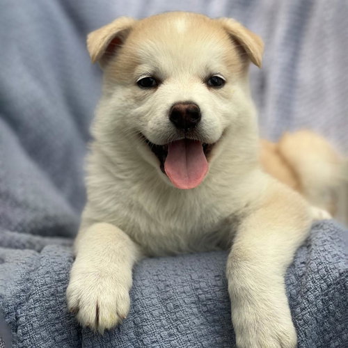 Marshmallow Pup - Snoballs