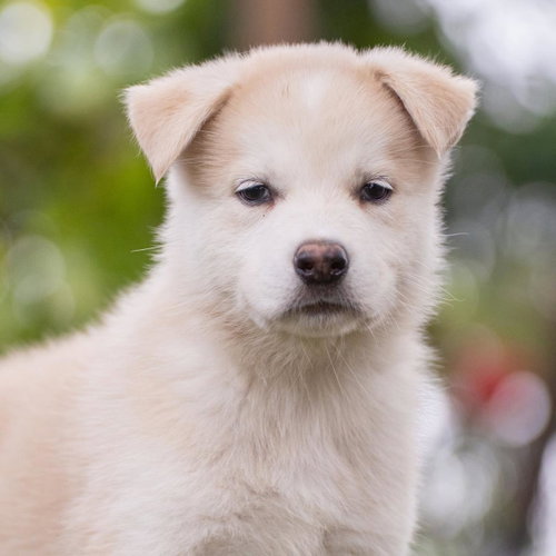 Marshmallow Pup - Snoballs
