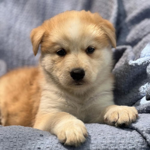 Marshmallow Pup - Mallow