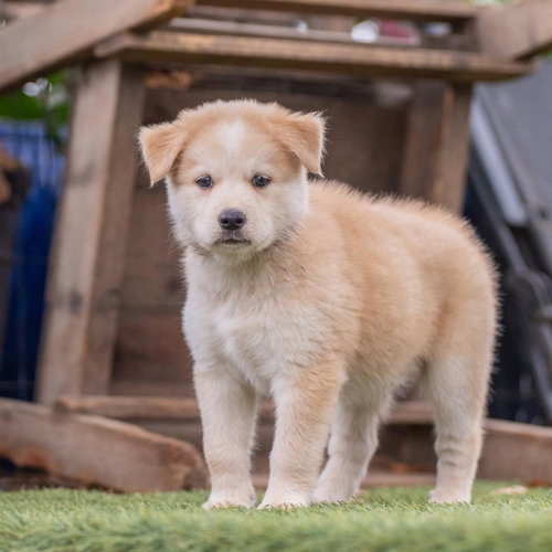 Marshmallow Pup - Mallow