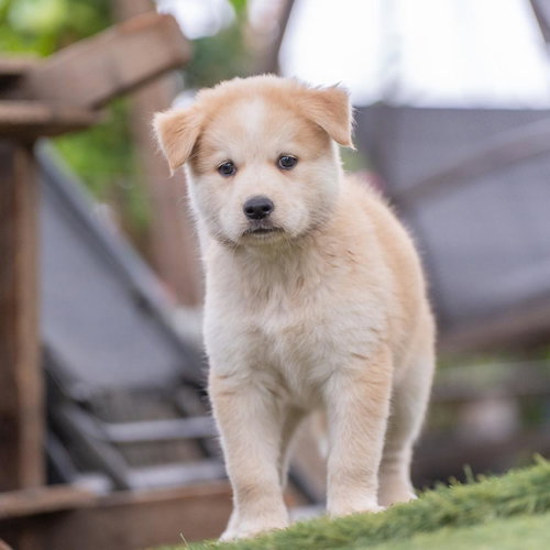 Marshmallow Pup - Mallow photo 3