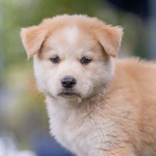Marshmallow Pup - Mallow photo 4