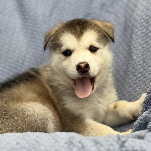 Marshmallow Pup - Little Debbie