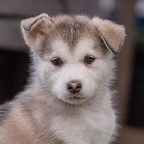 Marshmallow Pup - Little Debbie