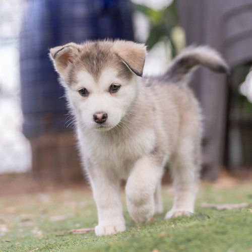 Marshmallow Pup - Little Debbie photo 2