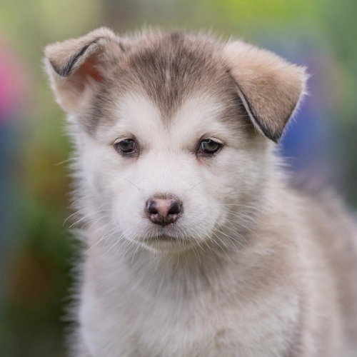 Marshmallow Pup - Little Debbie photo 3