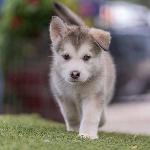 Marshmallow Pup - Little Debbie photo 4