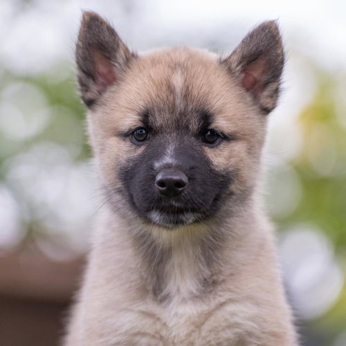 Marshmallow Pup - Ambrosia - Adopted