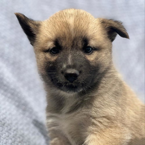 Marshmallow Pup - Ambrosia - Adopted photo 2