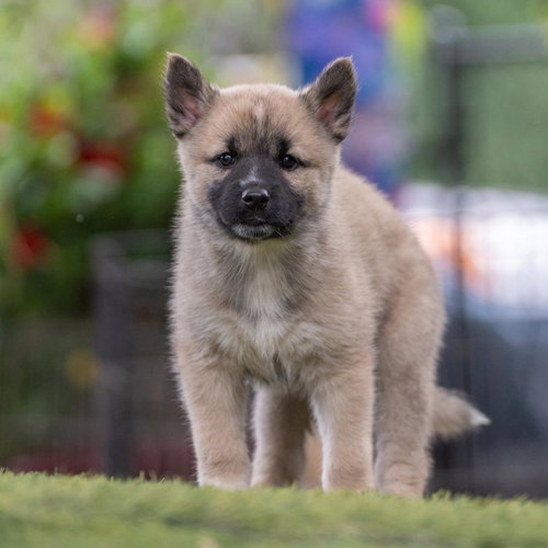 Marshmallow Pup - Ambrosia - Adopted photo 3
