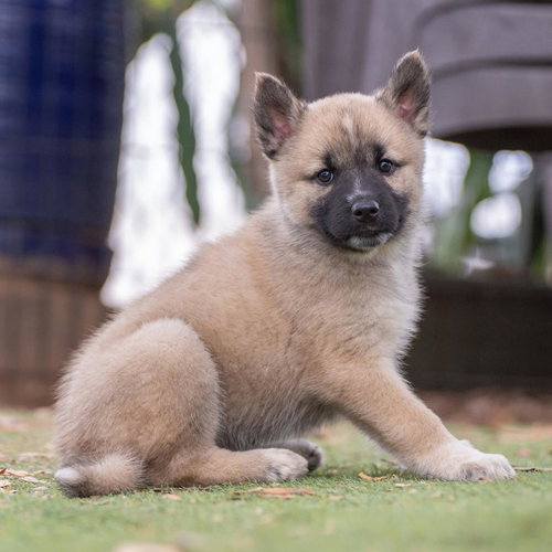 Marshmallow Pup - Ambrosia - Adopted photo 4