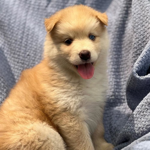 Marshmallow Pup - Peeps