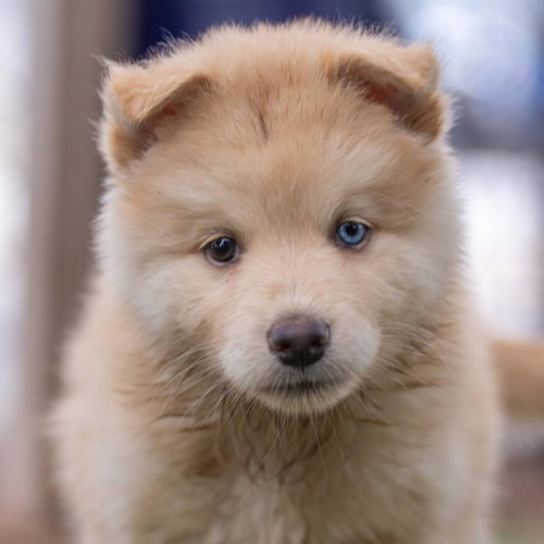 Marshmallow Pup - Peeps
