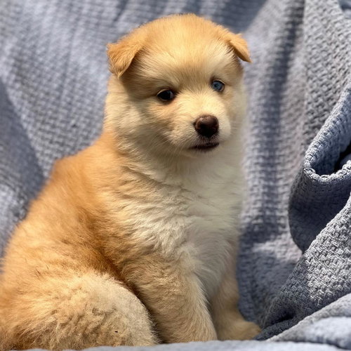 Marshmallow Pup - Peeps photo 2