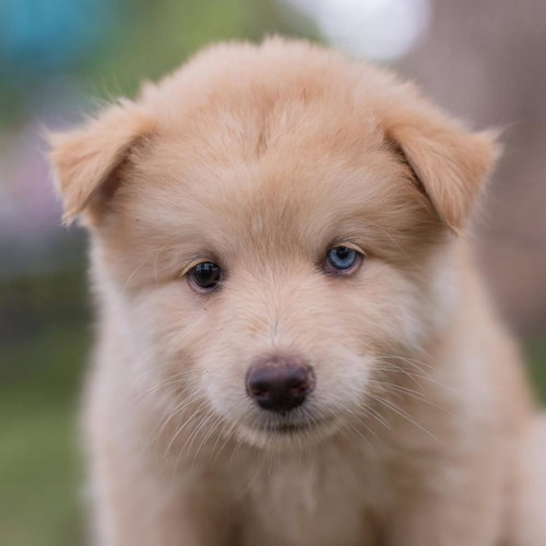 Marshmallow Pup - Peeps photo 4